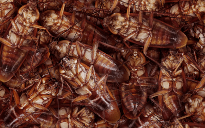 7 Ways to Prevent Cockroaches from Invading Your Property