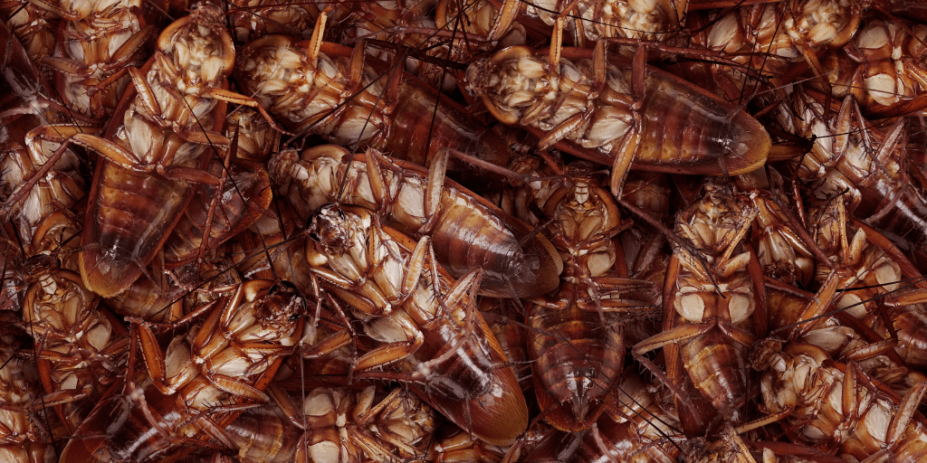 Cockroach infestations