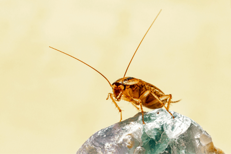 Common Types of Cockroaches German Cockroach