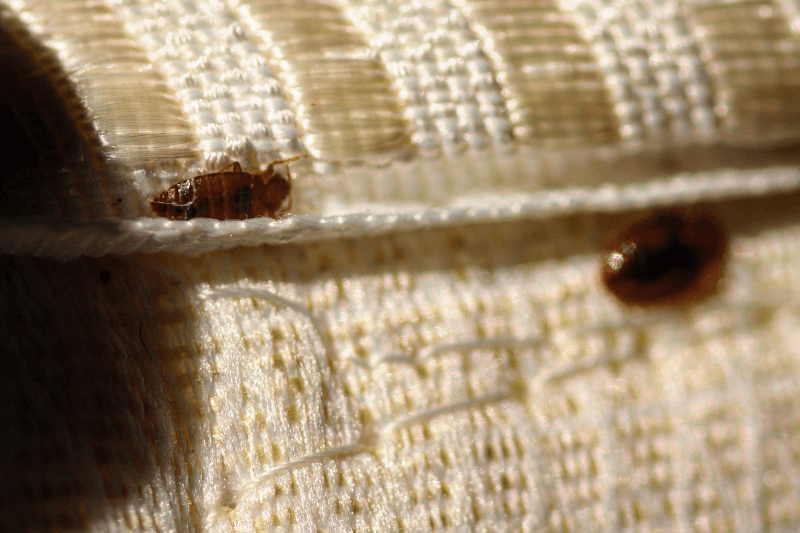 2 bed bugs in a bed for Pest Control Treatment Costs in the Philippines