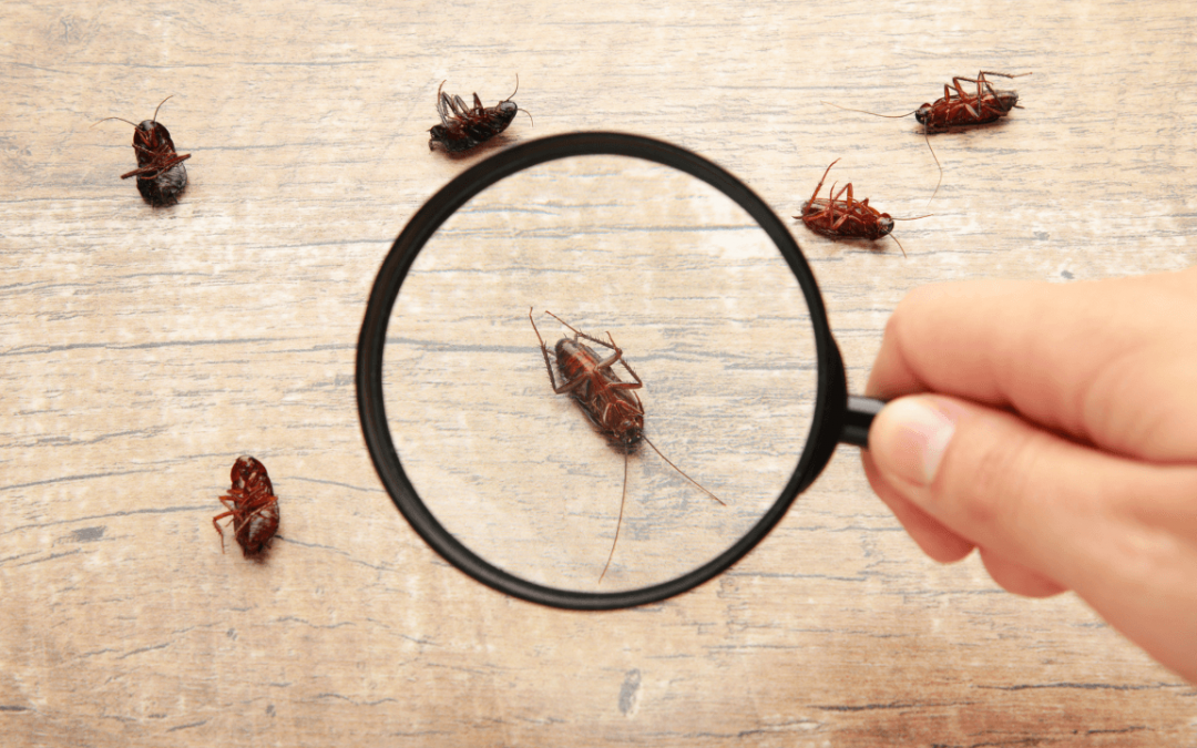 5 Signs That Indicate It’s Time for Professional Pest Control