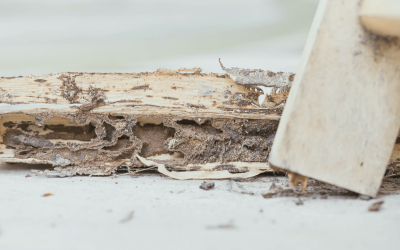 A Guide to Understanding Termites and Termite Destruction in the Philippines