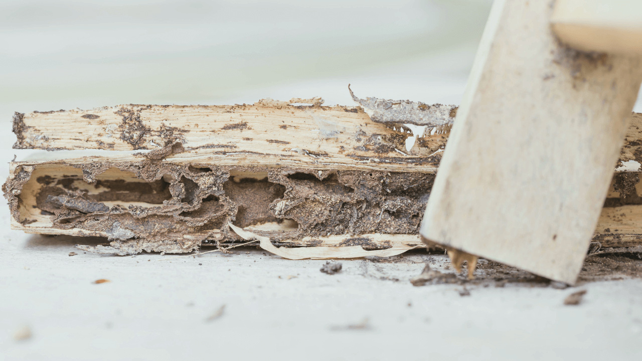 wooden damage due to termites_anay problems