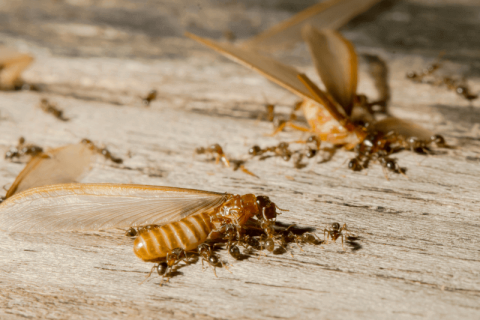 Termites and Termite Destruction in the PH | Environet Pest Control