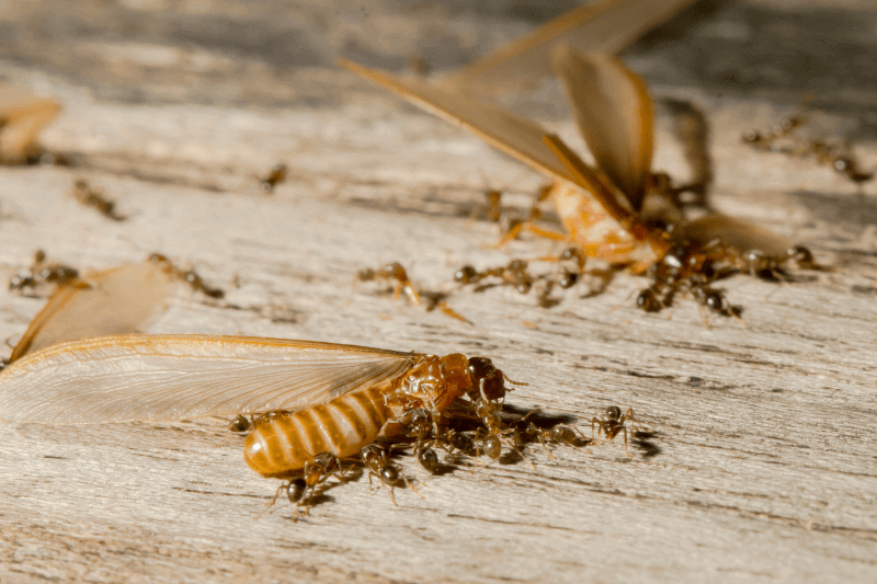ants and termites fighting