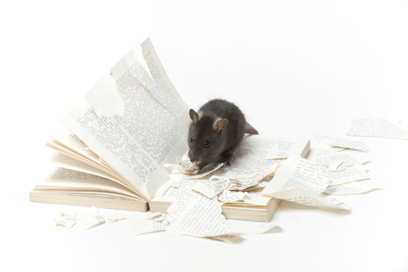 rat gnawing a book