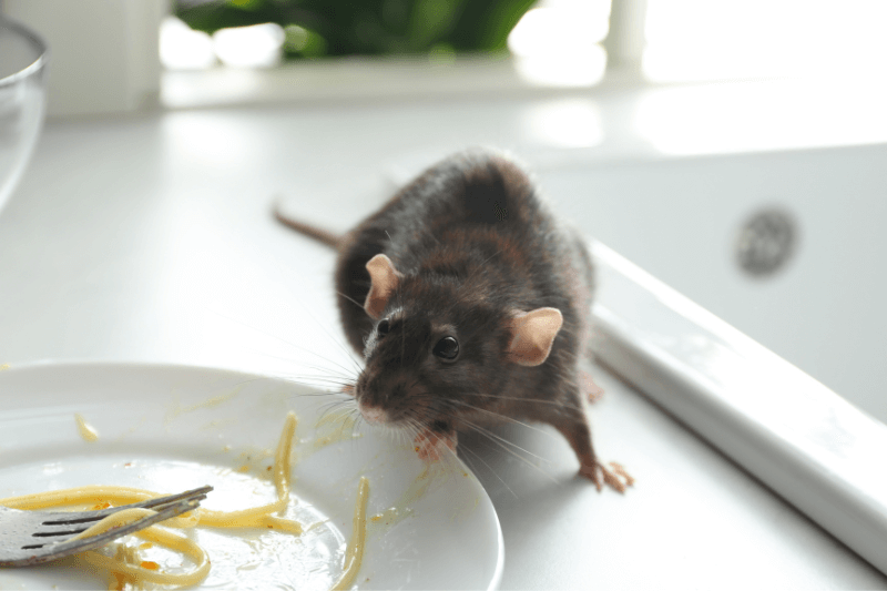 rat near a plate
