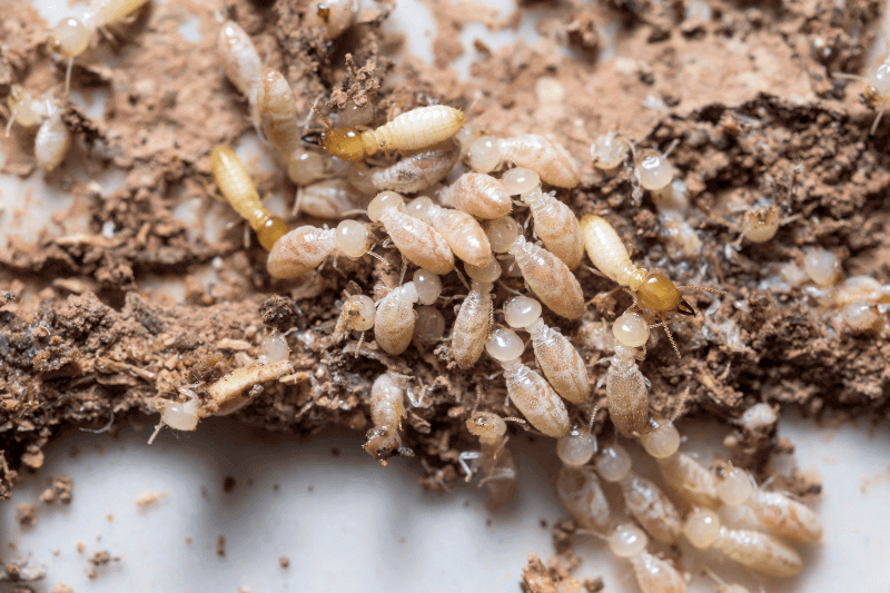 a colony of termites_anay problems
