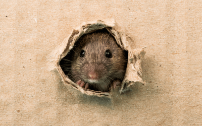 How to Keep Rats and Mice Away from Your Home