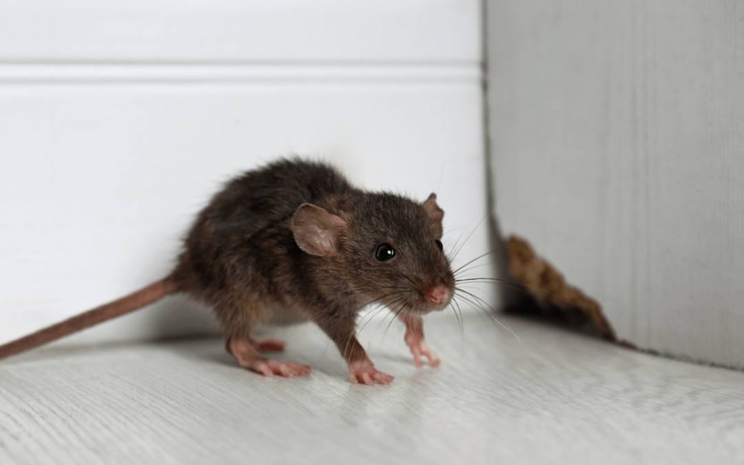 Understanding the Costly Consequences of Rodent Damage