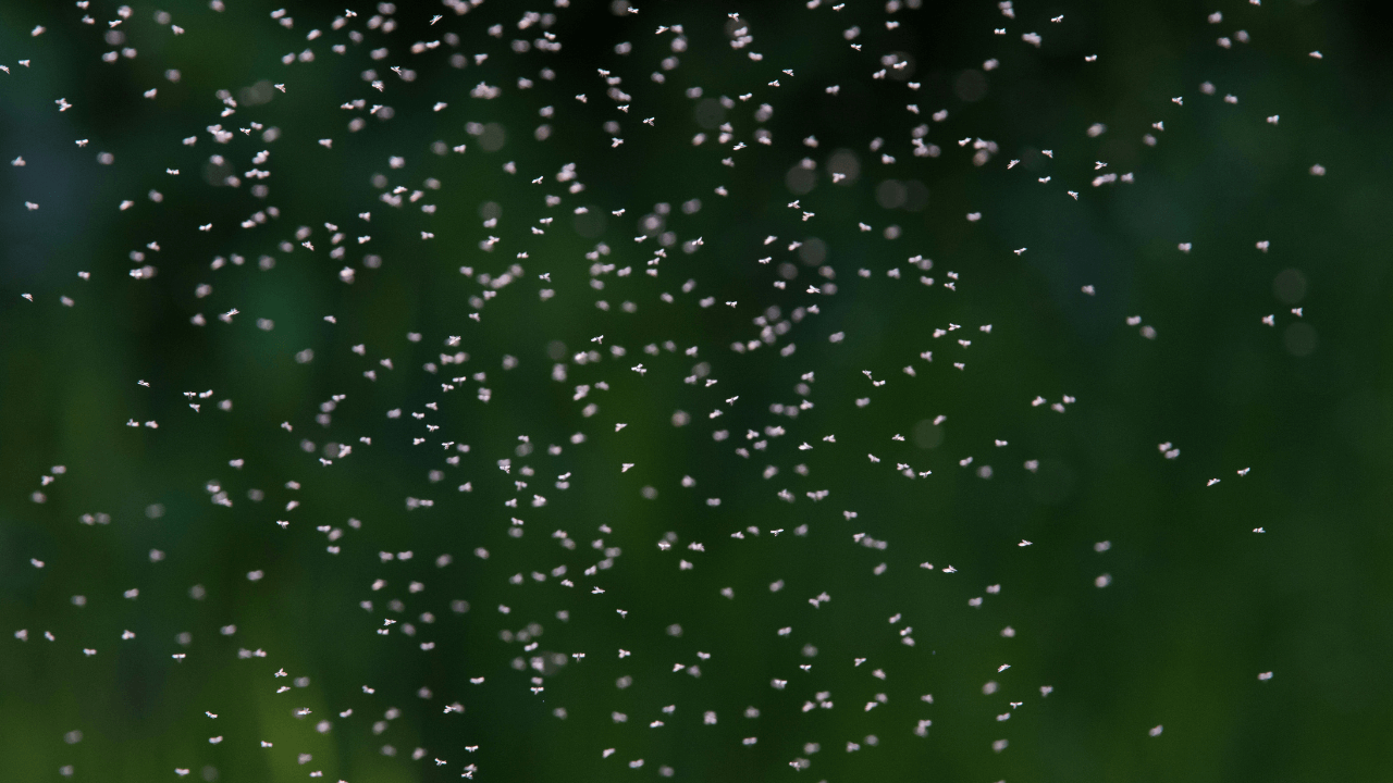 Mosquito swarm