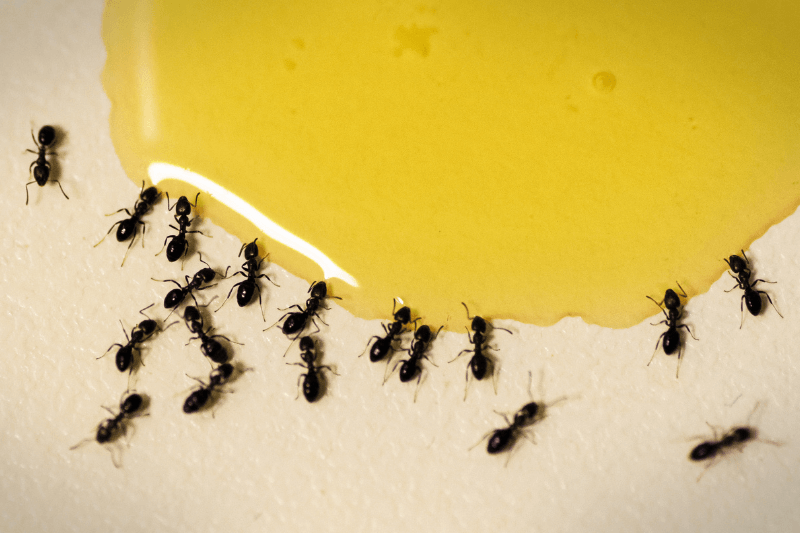 ants love honey