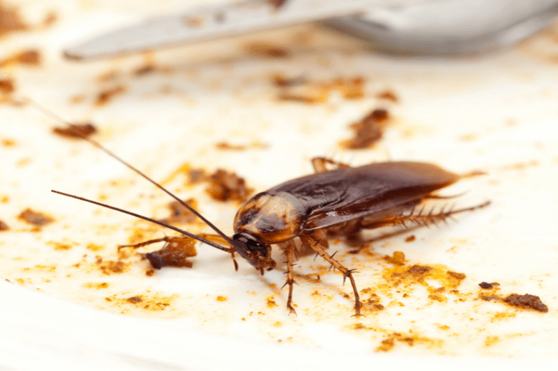 cockroach on a dirty plate
