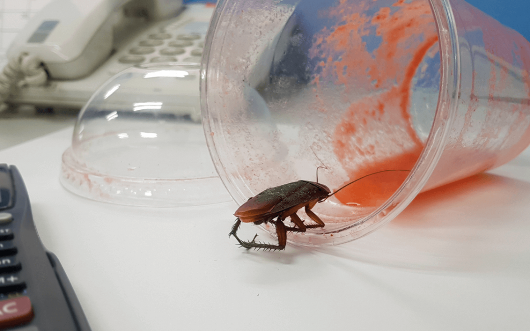 Common Pests Found in the Workplace and How to Prevent Them