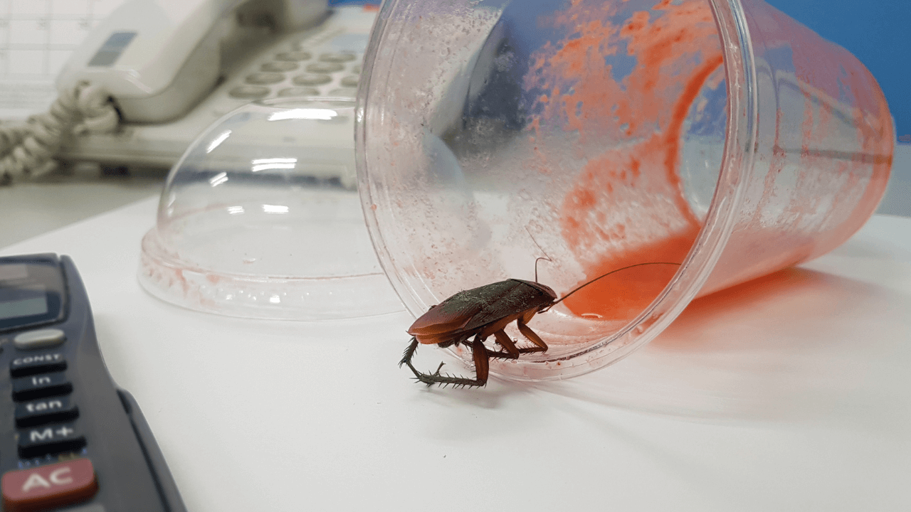 a cockroach on an office table eating a juice