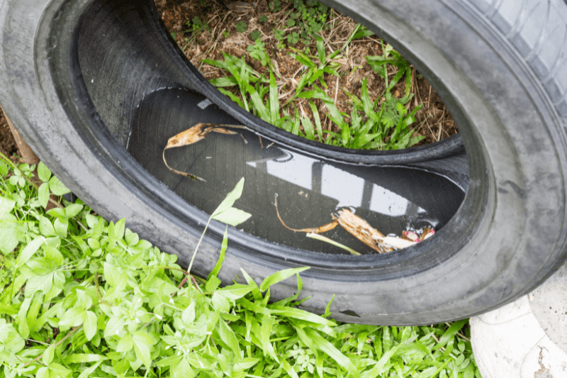 used tires potentially stored stagnant water