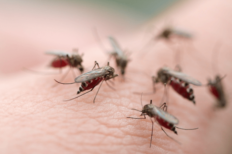 female mosquitoes in human skin