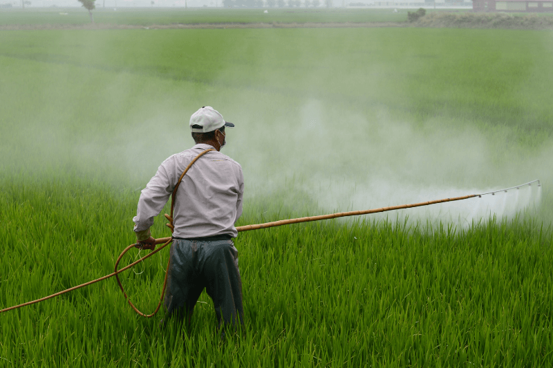 a farmer spraying pesticides on a rice field