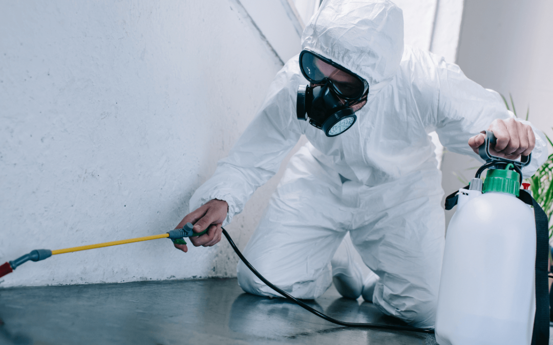 How Pest Control Can Improve Workplace Safety