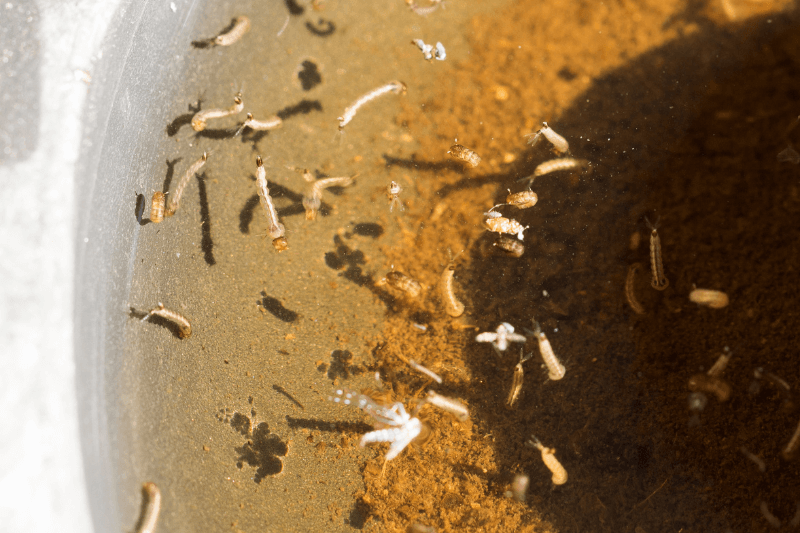 mosquito larvae in dirty, standing water