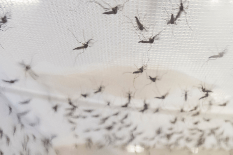 many aedes aegypti mosquitoes on a white net
