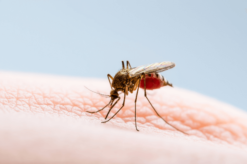 Zika-infested mosquito feeding human blood