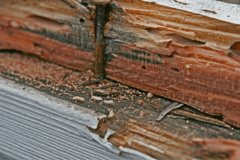 live termite eating wood