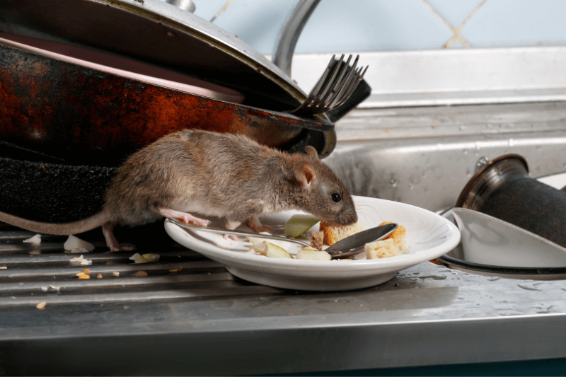 close up a rat sniffs leftover food on a plate in a kitchen sink