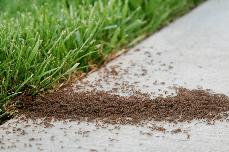 infestation of small ants on a sidewalk