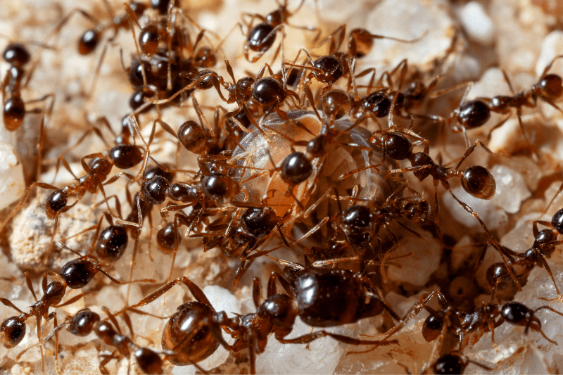 the attack of many ants on another insect - pest control 101