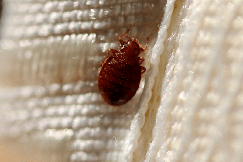 bed bug infestation - pest control 101