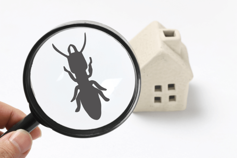 termite inspection - How to protect your home from termite damage