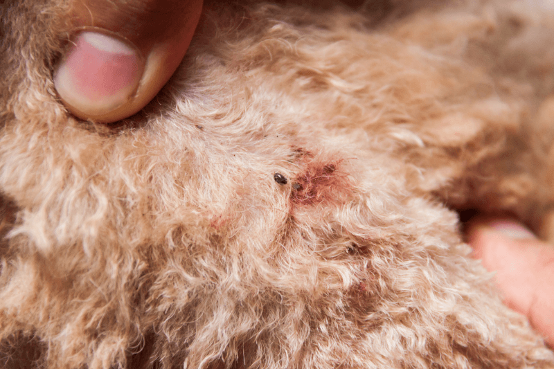 close-up of mite and fleas infected on dog fur