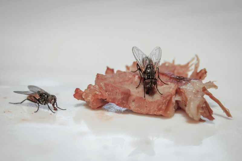 two flies on meat - pest control 101