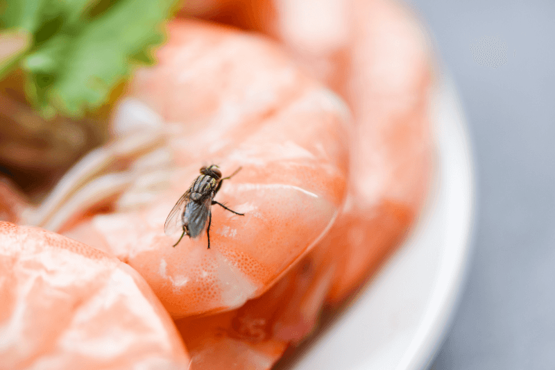 house fly on shrimp the dirty food contamination hygiene concept