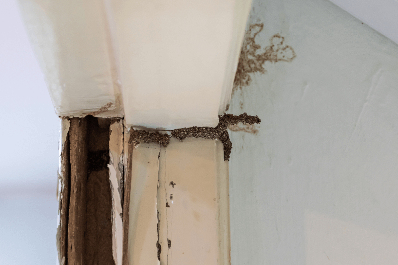 close-up termite damages and mud tunnel on wooden door or jamb