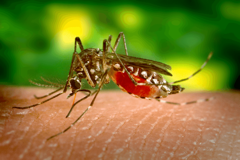 female aedes aegypti mosquito