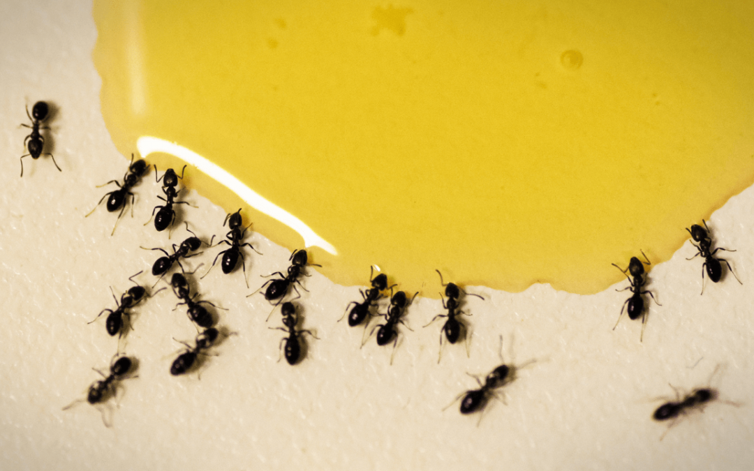 Natural Ways on How to Get Rid of Ants