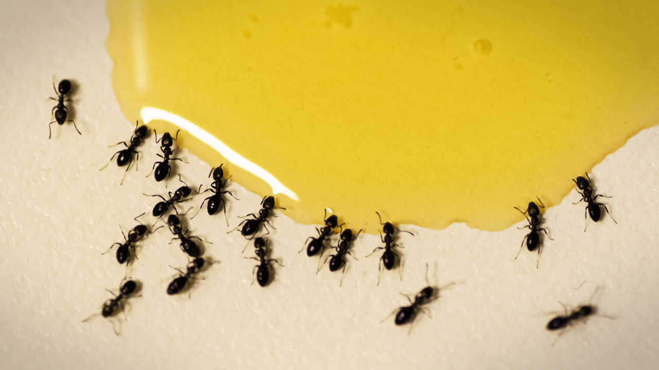 ants eating honey