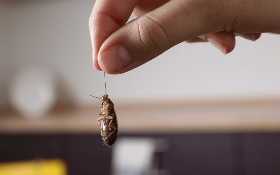 Pest Control 101: Getting Pests Under Control