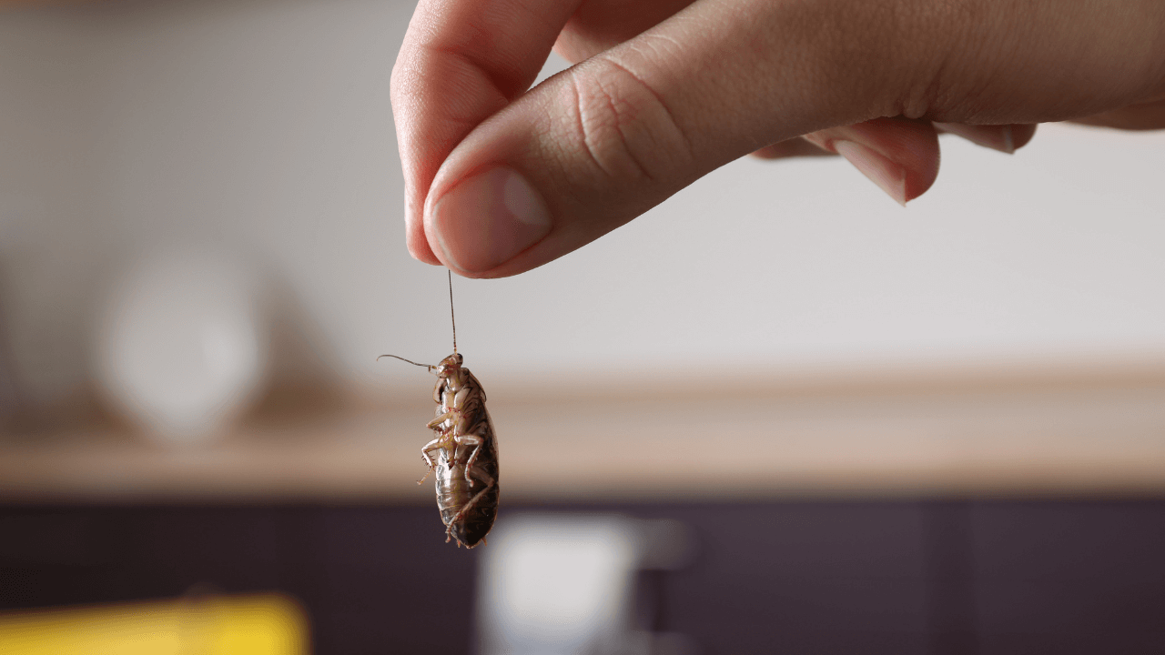 woman holding a cockroach in kitchen - Pest Control 101