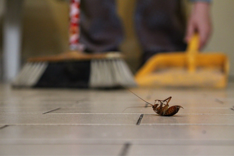 a person cleaning up a cockroach