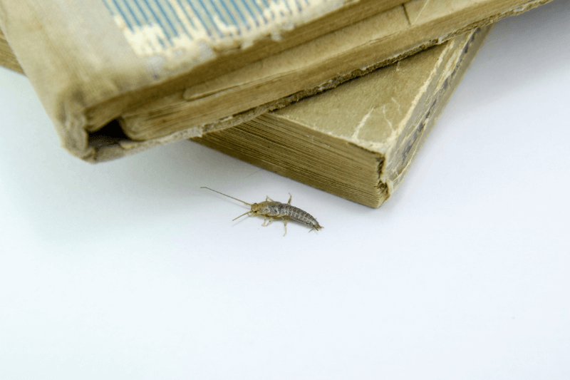 insect feeding on paper - silverfish - pest control 101