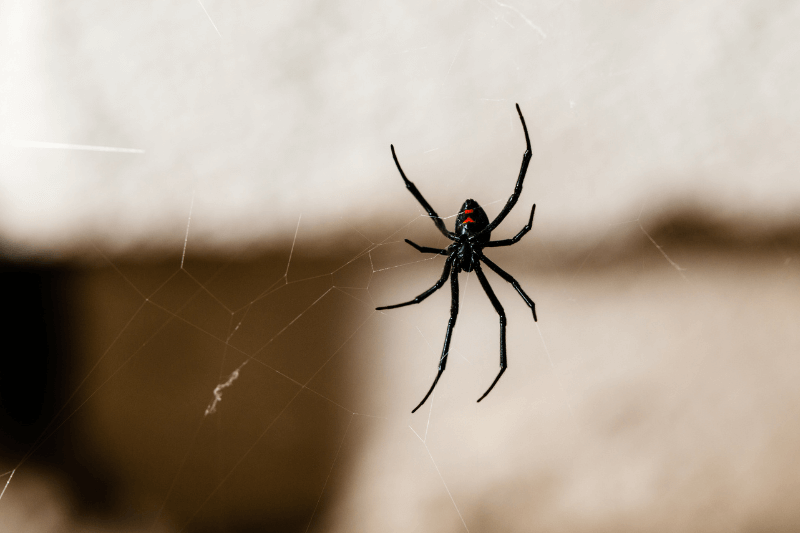 black widow spider on a web