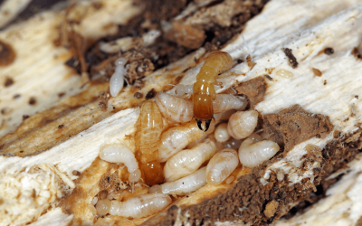 5 Signs of a Termite Infestation