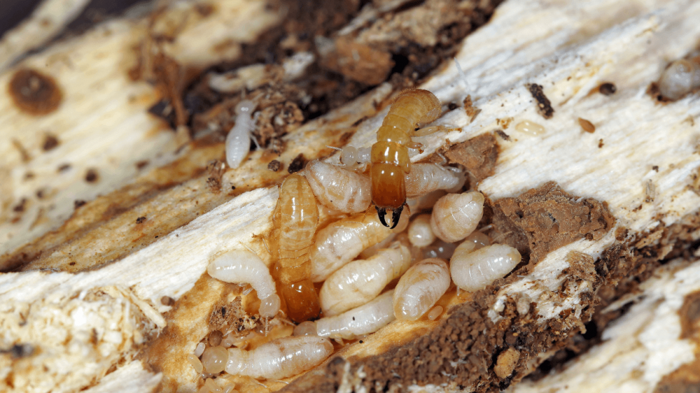 Termite Infestation Signs How To Spot Termites Environet