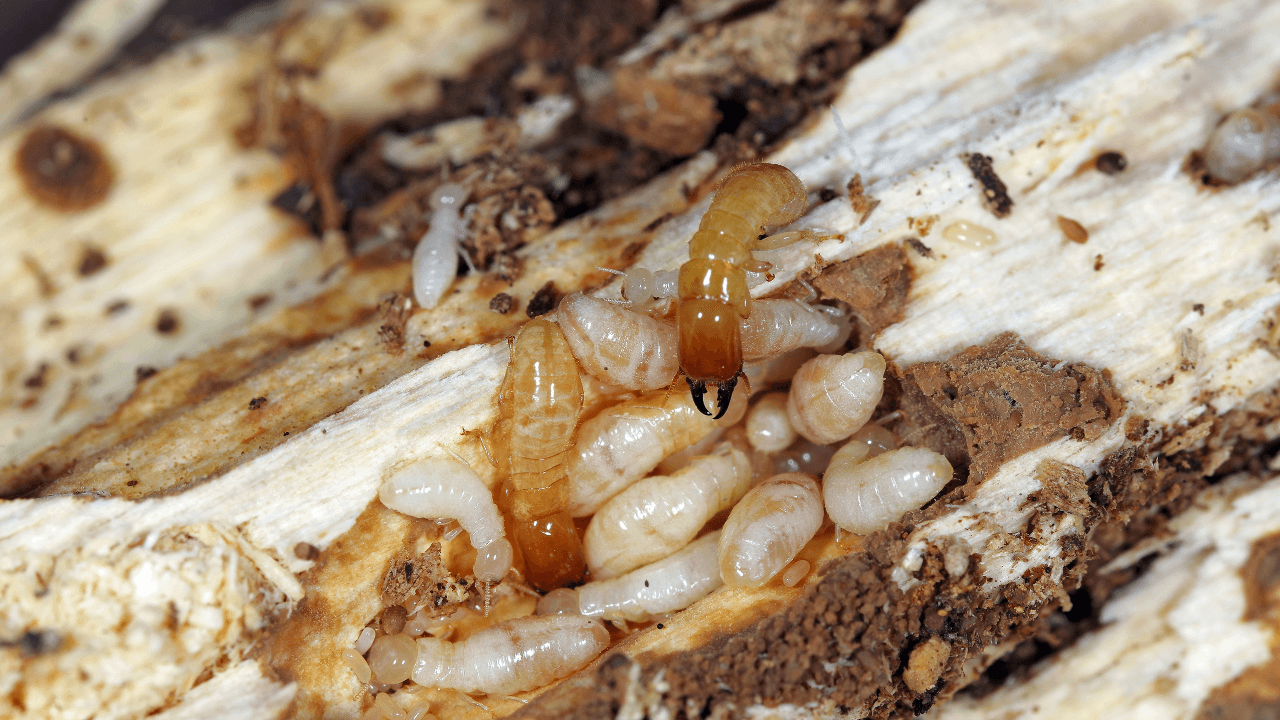 A close up look of an active termite infestation for 5 Signs of Termite Infestation