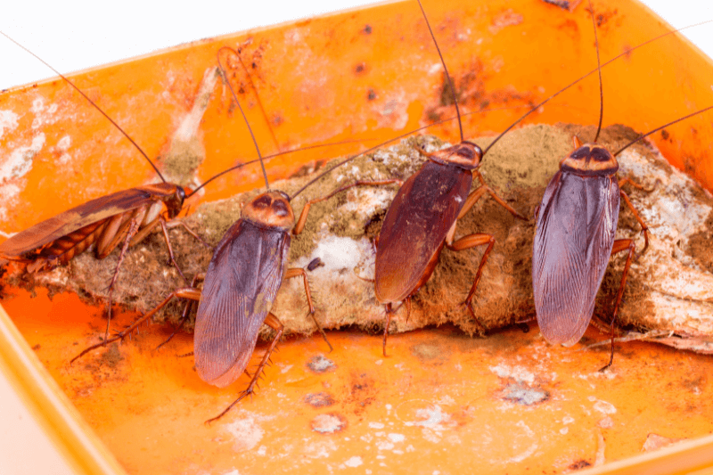 a group of roaches on a piece of food