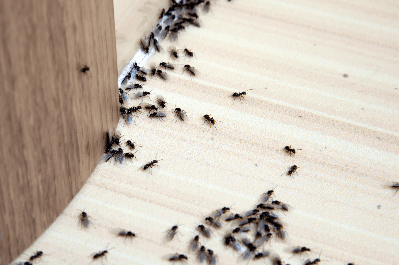 a group of black ants on a white surface