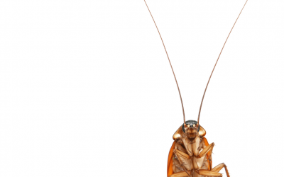 Cockroach Facts: Discovery, Behavior, and Prevention